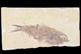 Bargain, Fossil Fish (Knightia) - Wyoming #109952-1